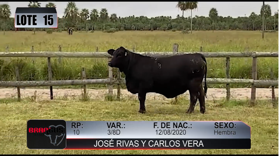 Lote Nacional de Otoño Brangus Campo - Lote 15