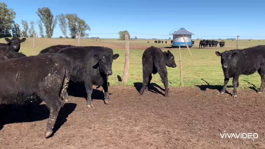 Lote 145 Vaquillonas en Tres Arroyos, Buenos Aires