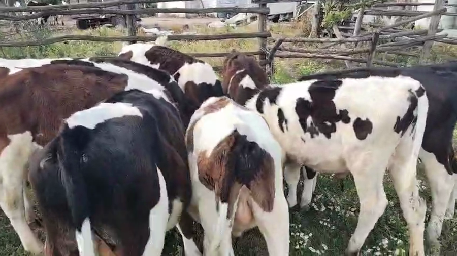 Lote 9 Terneros a remate en Pantalla Camy, San José