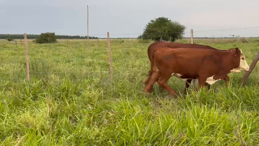 Lote 137 Terneras