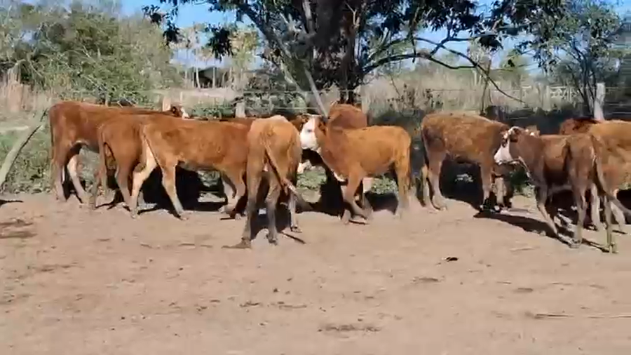 Lote 109 Terneras