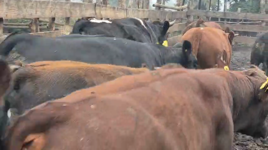 Lote 45 Novillo Gordo en Yerbas Buenas, VII  Región Maule