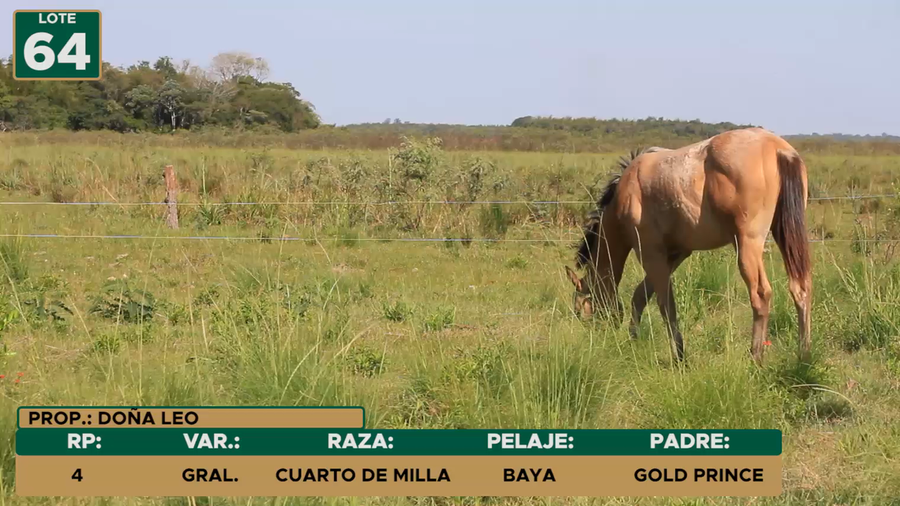 Lote Equinos CUARTO DE MILLA a remate en 30º FERIA ESPECIAL DE REPRODUCTORES - REGIONAL ÑEEMBUCU, Ñeembucú