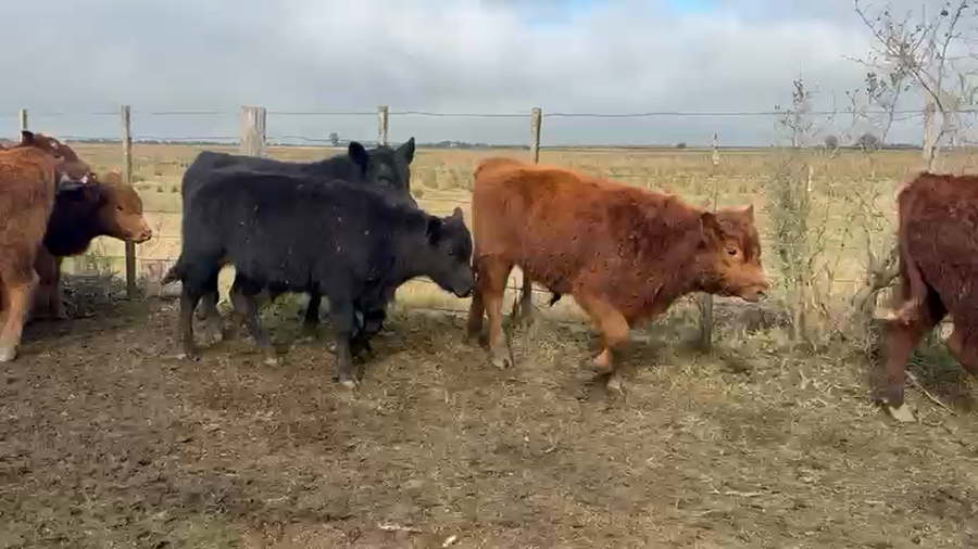 Lote Machos - Castelli Bs As