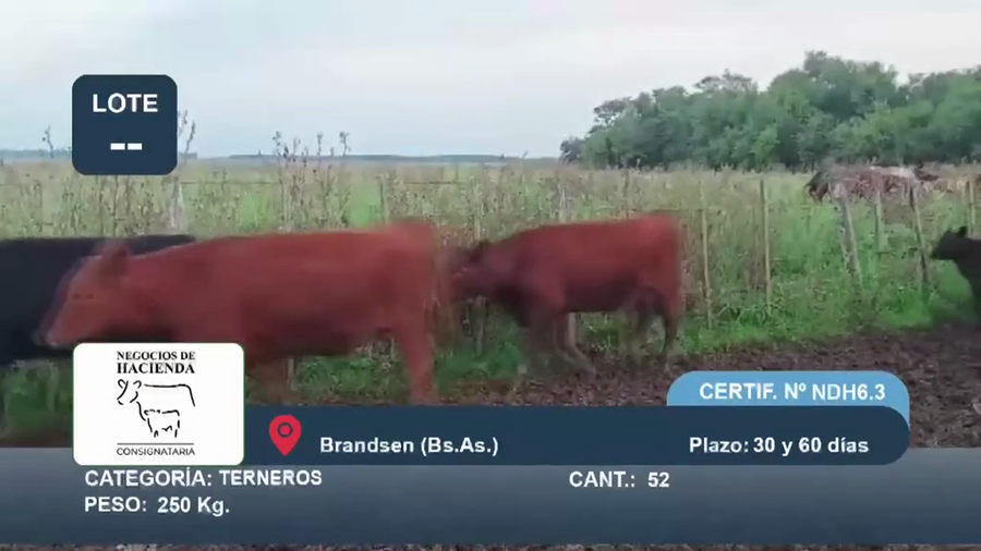 Lote 52 Terneros en Buenos Aires, Brandsen