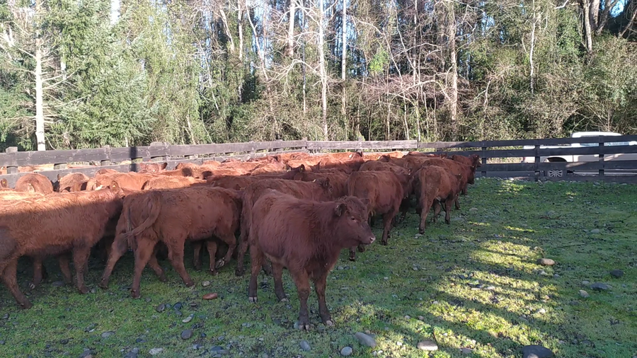 Lote 80 Ternera en Cunco, IX Región Araucanía