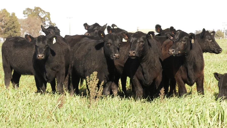 Lote VAQ. ANGUS NEGRAS  MAS C/GTÍA DE PREÑEZ