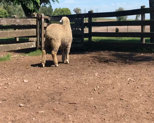 Lote 1 Borregos en Cerro Largo, Cerro Largo