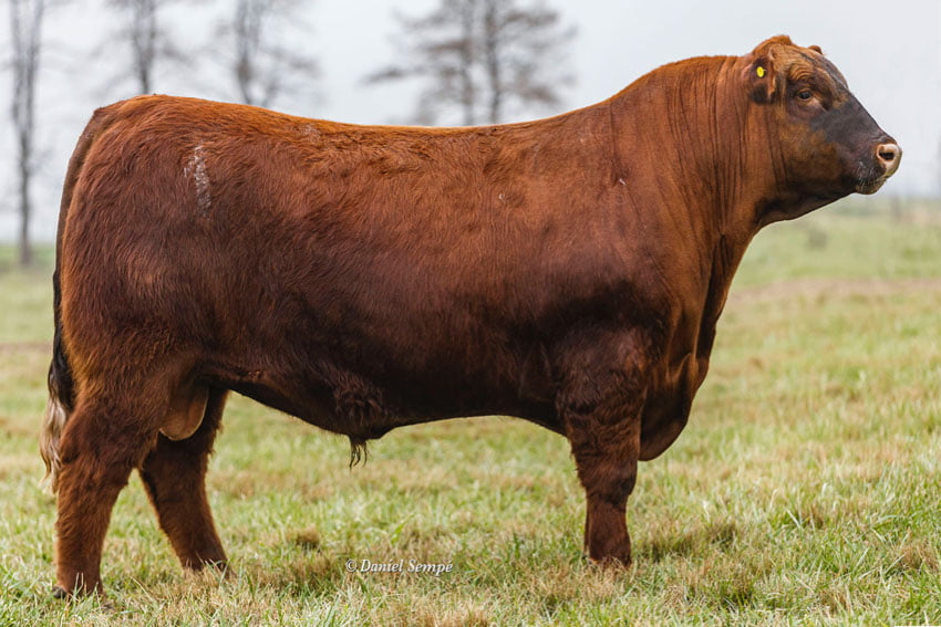 Lote TOROS PURO DE PEDRIGREE