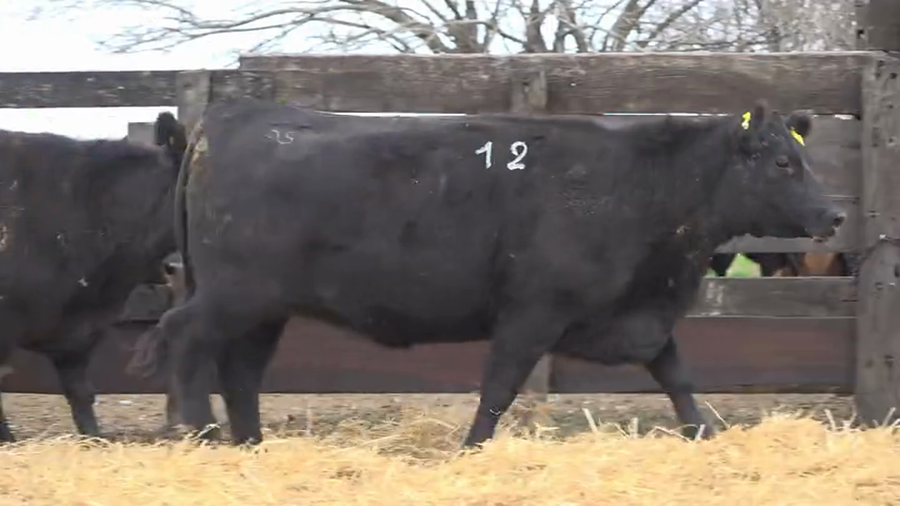 Lote Vaquillas Preñadas Me Ken