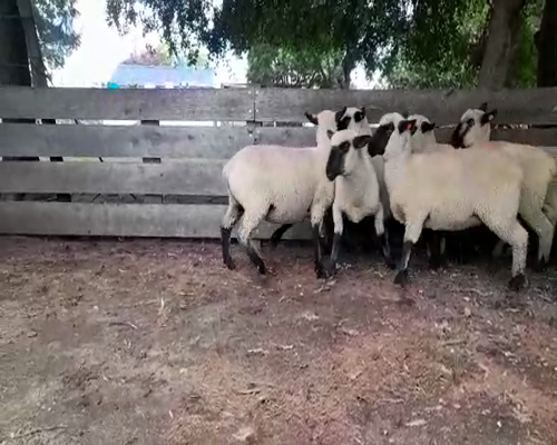 Lote 6 Corderas Hampshire Down a remate en 8vo. Evento  HAMPSHIRE DOWN 45kg -  en Ruta 1 km 85