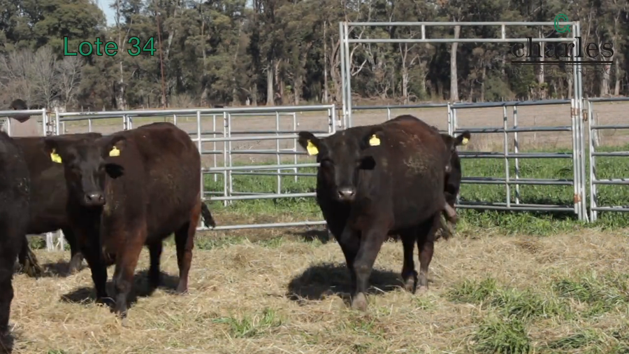 Lote VAQUILLONAS MAS PREÑADAS DE LA CABAÑA CHARLES DE GUERRERO