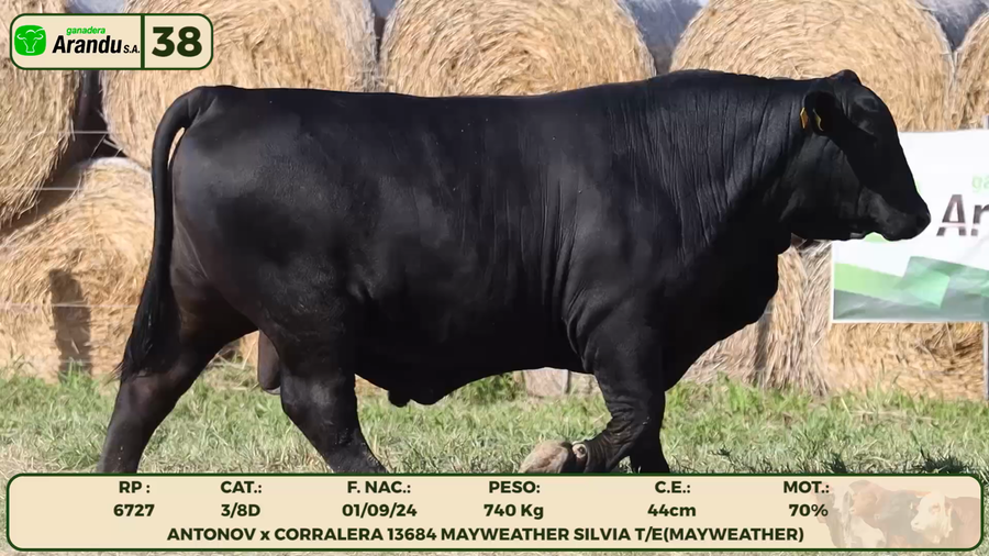Lote LOTE 38