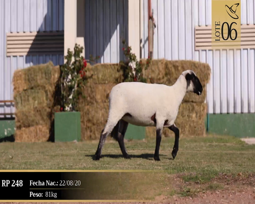 Lote Borregas a remate en Cabaña Las Brujas, San José