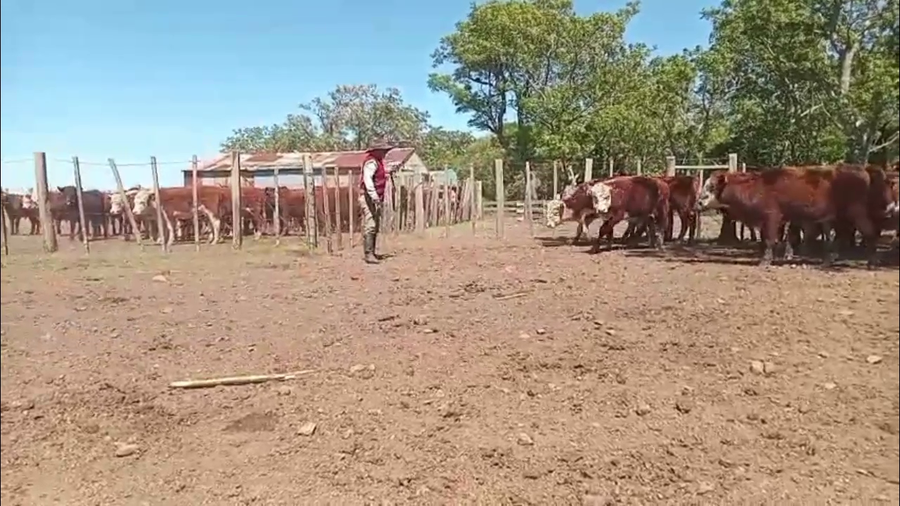 Lote TERNEROS