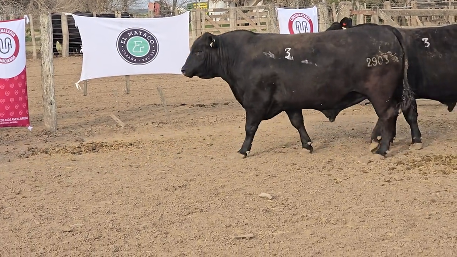 Lote Toros de El Mataco