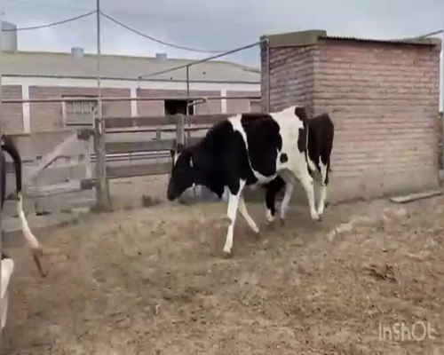 Lote VAQUILLONAS P/ENTORAR Y TERNERAS