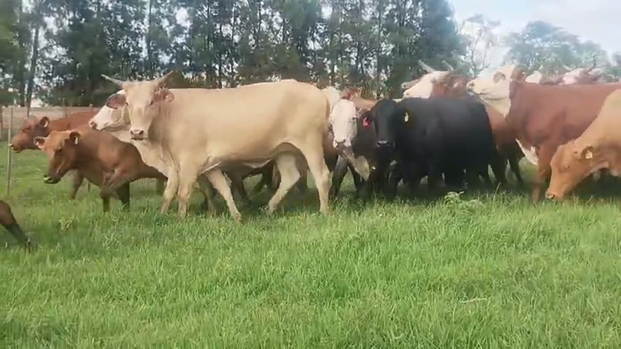 Lote 29 Vacas nuevas C/ gtia de preñez