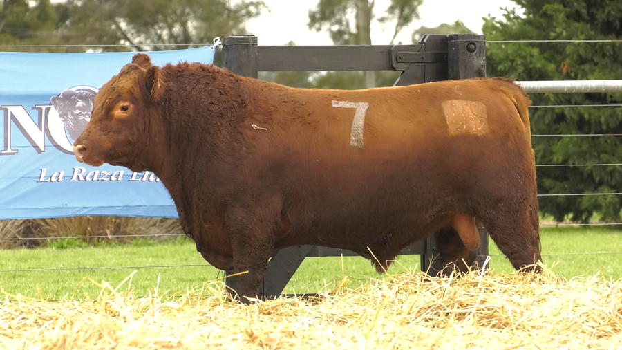 Lote TOROS ANGUS PURO CONTROLADO