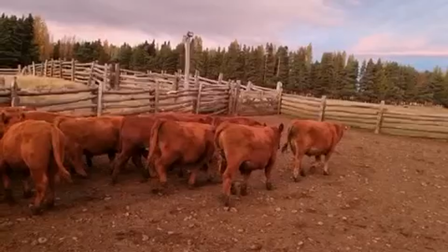 Lote 50 Novillo Engorda en Coyhaique, XI Región Aysén