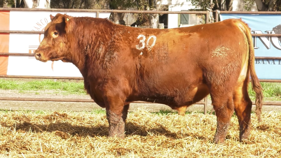 Lote TOROS ANGUS COLORADOS PC