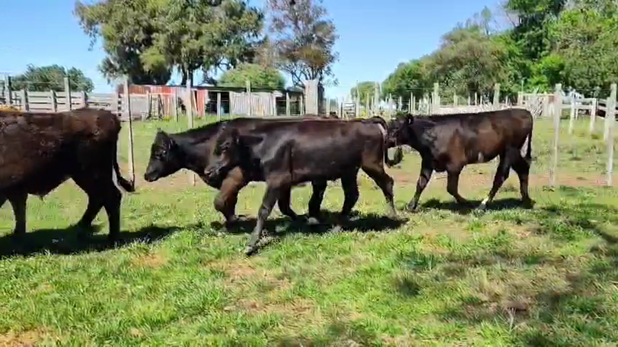 Lote 12 Terneros a remate en Pantalla Camy, San José