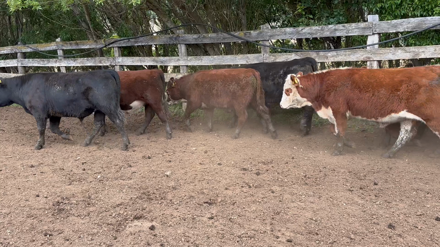 Lote 42 Novillo Engorda en Coyhaique, XI Región Aysén