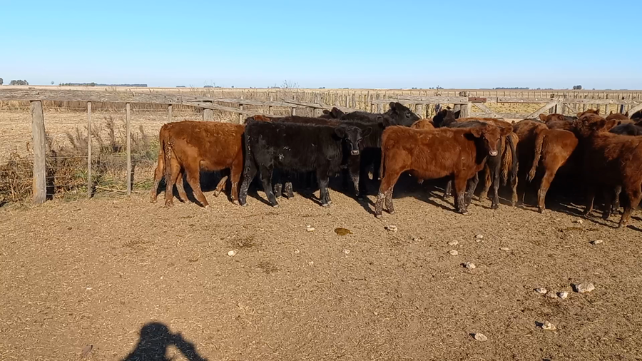 Lote 45 Terneros/as en arboledas, Buenos Aires