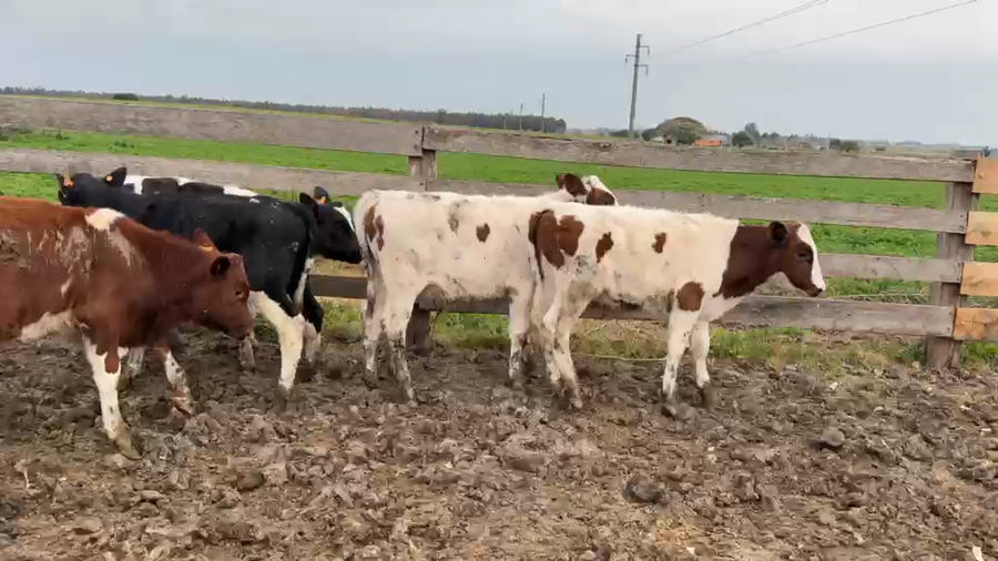 Lote TERNEROS