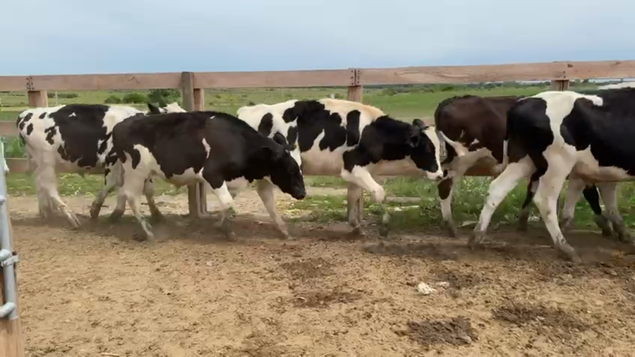 Lote NOVILLOS 1 a 2 AÑOS