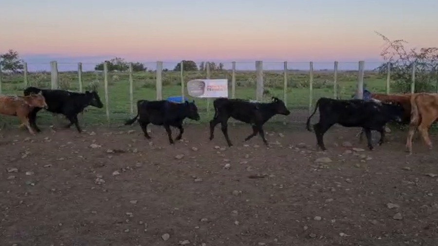 Lote 100 Terneras Carnicera a remate en PARADA DEL TERNERO 150kg -  en Parada fariña