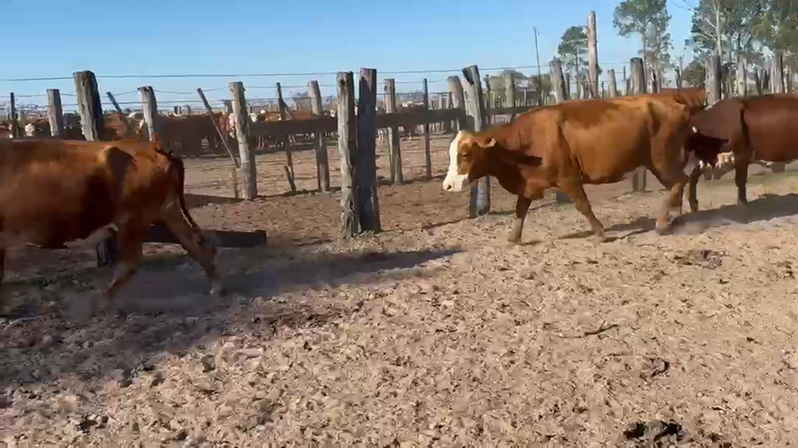 Lote 45 Vacas usadas preñadas