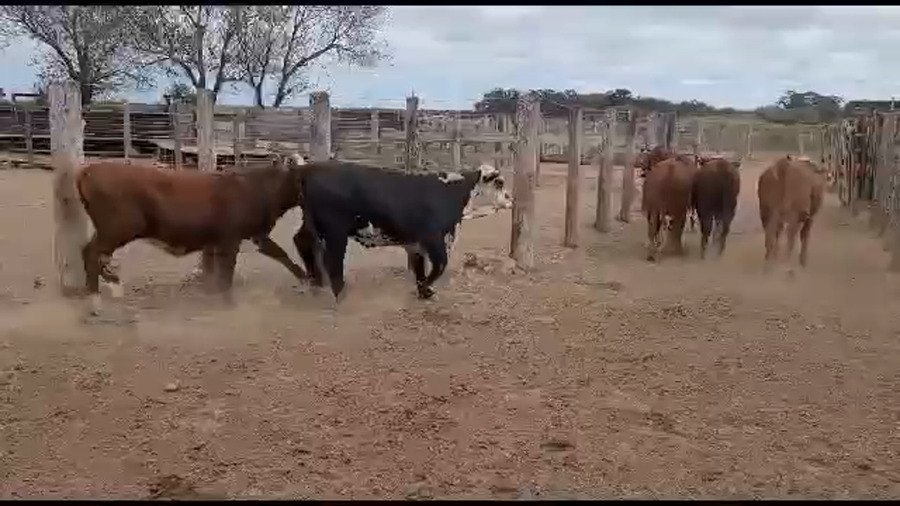 Lote 65 Novillitos/Vaquillonas