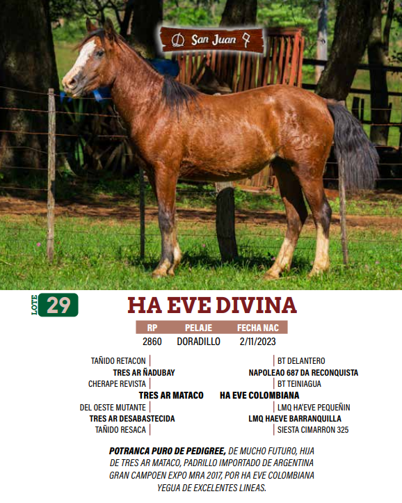 Lote LOTE 29