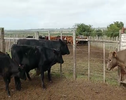 Lote 6 Vaquillonas 1 a 2 años ABERDIN Y CRUZAS a remate en Pantalla Camy 190kg - , San José