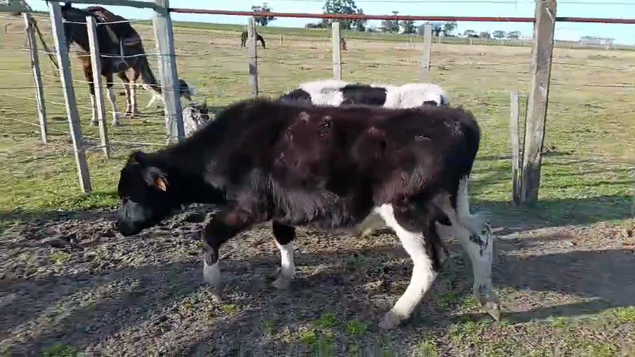 Lote 2 Terneras a remate en Pantalla Camy 140kg - , San José