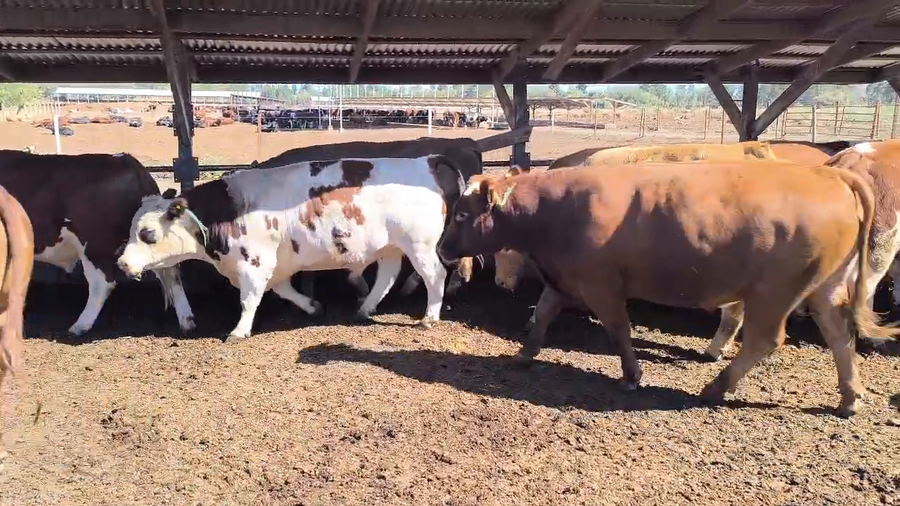 Lote 20 Novillo Gordo en Los Ángeles, VIII Región Biobío