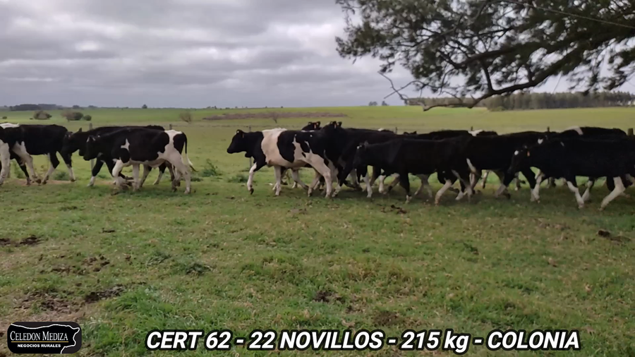 Lote 22 Novillos 1 a 2 años en Colonia Cosmopolita, Colonia