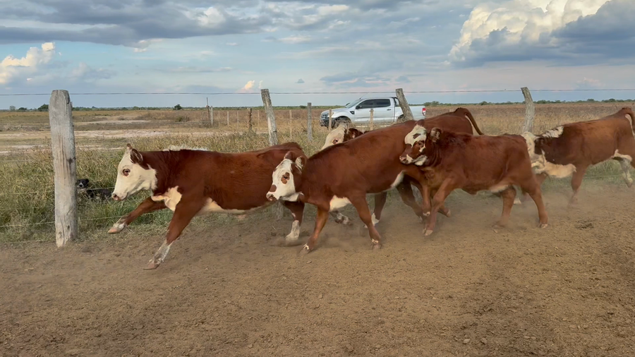 Lote 145 Terneros/as