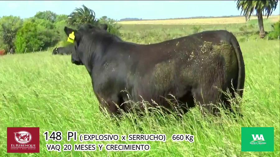 Lote Toros a remate en Angus el Rebenque  en Asociación Rural de Florida