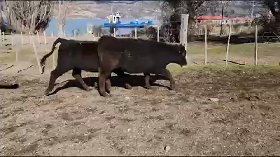 Lote 50 Ternera en Río Ibáñez, XI Región Aysén