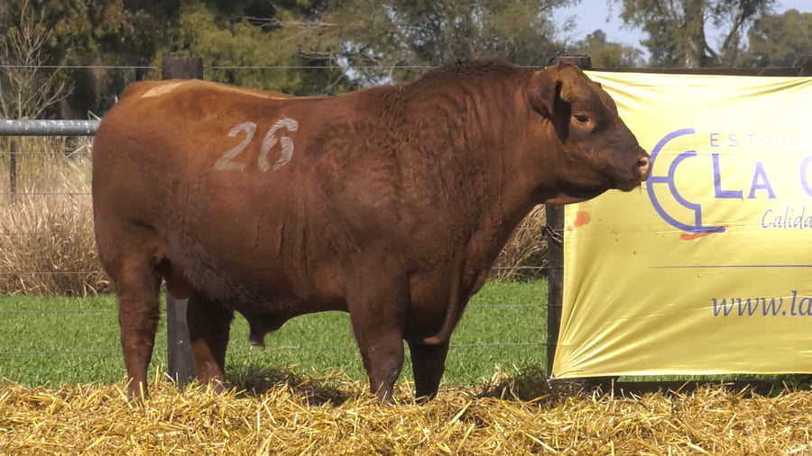 Lote TOROS ANGUS PURO CONTROLADO