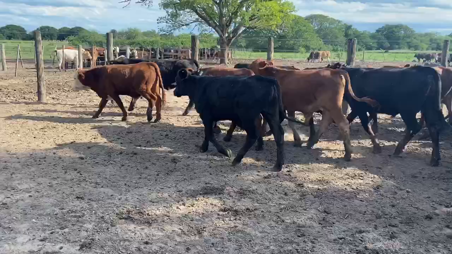 Lote 95 Novillitos en Gral. Vedia, Chaco