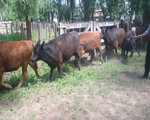 Lote 11 Vaquillonas en Gral. Lamadrid, Buenos Aires