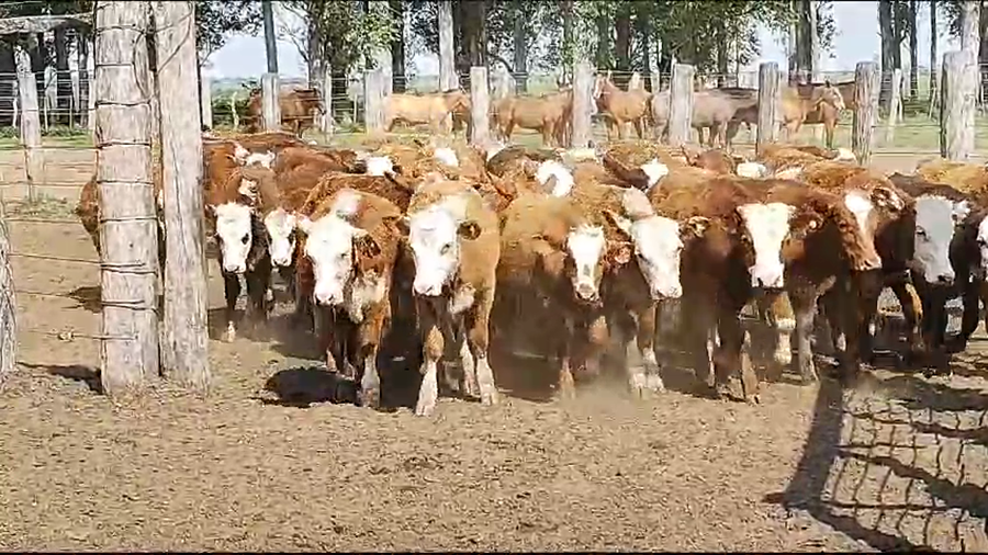 Lote 100 Terneros en San Roque, Corrientes