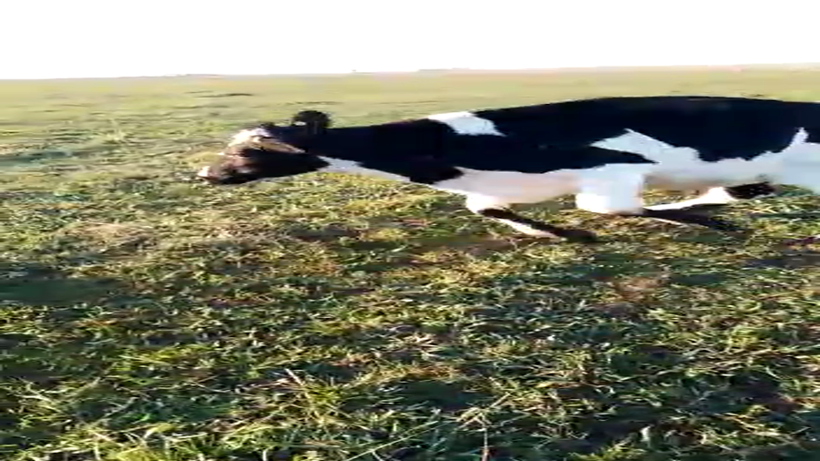 Lote 40 Novillitos en Santa Fe, La Pelada