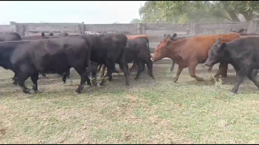 Lote 68 Terneros/as