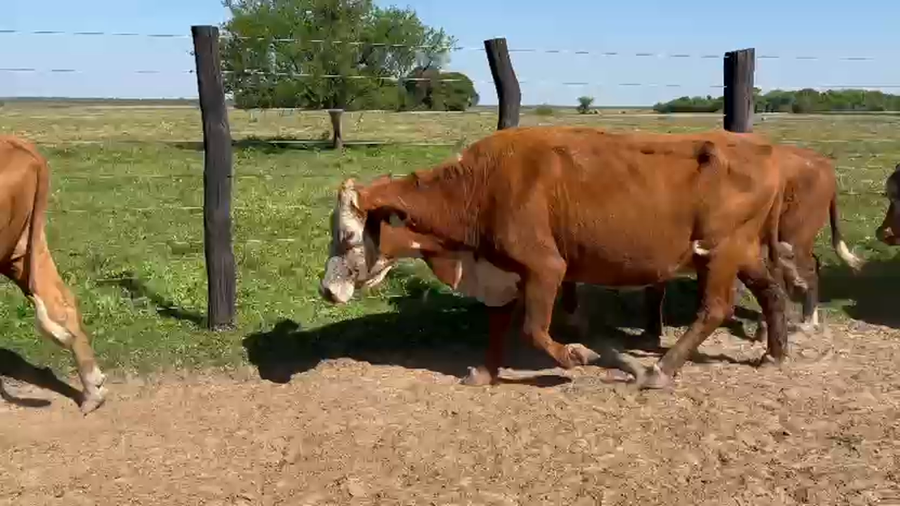 Lote 50 Vacas de invernar