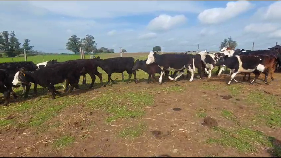 Lote 40 Terneros y Terneras a remate en Aniversario 115 Años - Camy en Juan Soler