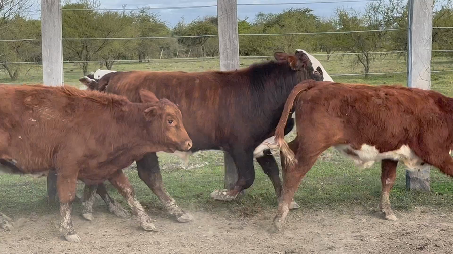 Lote 65 Terneros en Corrientes, Mercedes